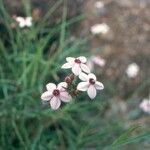 Otomeria oculata Flor