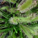 Drosera capensis Blad