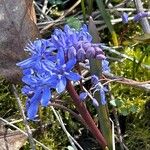 Scilla bifolia Flors