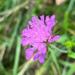 Knautia drymeia Floro