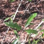 Quercus fusiformis Leaf