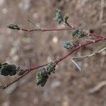 Coronilla vaginalis Habit