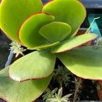 Kalanchoe tetraphylla 葉