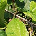 Dioscorea bulbifera Leaf