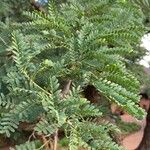 Vachellia robusta Агульны выгляд