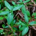 Galium palustre Blatt