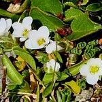 Arenaria ciliata Flor