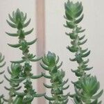 Crassula schimperi Blad