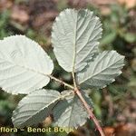 Rubus andegavensis Blad