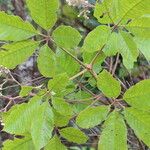 Vitex madiensis Folha
