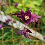 Aquilegia atrata花