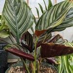 Calathea sanderiana Hoja