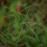 Cynodon dactylon Leaf