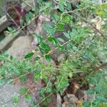 Pomaderris racemosa 葉