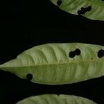 Iryanthera sagotiana Liść