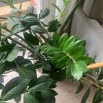 Zamioculcas zamiifolia Blatt
