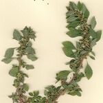 Amaranthus graecizans अन्य