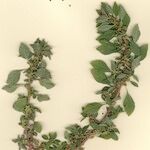 Amaranthus graecizans Прочее