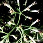 Mikania cordifolia その他の提案