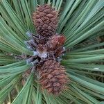 Pinus contorta फल