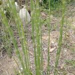 Equisetum laevigatum Flor