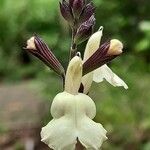 Salvia fruticosa Kwiat