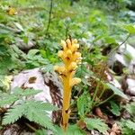 Orobanche flava Flor