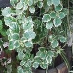 Plectranthus madagascariensis 叶