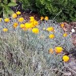 Eschscholzia californicaFiore