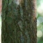 Solanum nudum Bark