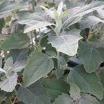 Chenopodium quinoa Folio