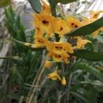 Dendrobium chrysotoxum പുഷ്പം