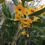 Dendrobium chrysotoxum Кветка