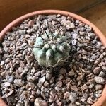Copiapoa montana Leaf