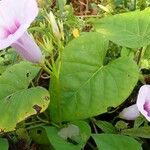 Ipomoea tiliacea 葉