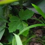 Toxicodendron diversilobum Hoja