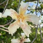 Ceiba speciosa Λουλούδι