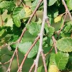 Nothofagus alpina Corteza