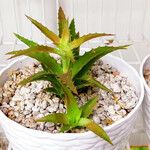 Orthophytum harleyi Hoja