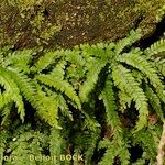 Adiantum hispidulum Sonstige