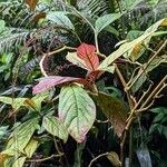Trichostigma peruvianum Hábito