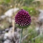 Allium sphaerocephalonЦвят