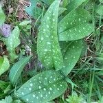 Pulmonaria affinis Likasa
