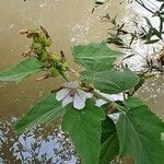 Althaea officinalis Цвят