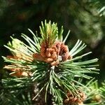 Pinus mugo 叶