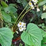 Begonia rubricaulis 整株植物