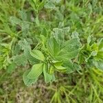 Trigonella foenum-graecum पत्ता