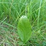 Ophioglossum vulgatum Leaf