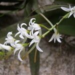 Cyrtorchis ringens Flower