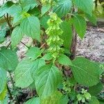 Ocimum campechianum Blad